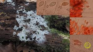 Attēlu rezultāti vaicājumam “Athelia arachnoidea”