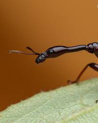 Attēlu rezultāti vaicājumam “Attelabidae”