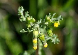 Attēlu rezultāti vaicājumam “Senecio vulgaris”