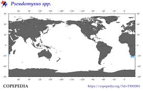 Image result for Pseudomyxus capensis