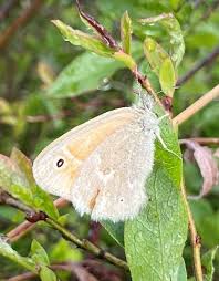 Attēlu rezultāti vaicājumam “Coenonympha tullia”