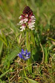 Attēlu rezultāti vaicājumam “Orchis ustulata flower”