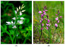 Attēlu rezultāti vaicājumam “Cephalanthera rubra flower”