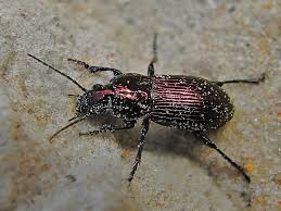 Attēlu rezultāti vaicājumam “Poecilus lepidus”