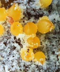 Attēlu rezultāti vaicājumam “Hemitrichia decipiens stalked”