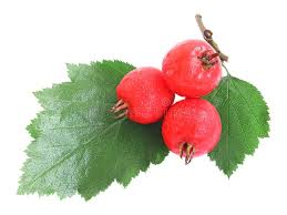 Attēlu rezultāti vaicājumam “Crataegus submollis fruit”