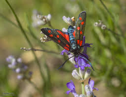 Attēlu rezultāti vaicājumam “Zygaena filipendulae exuvia”