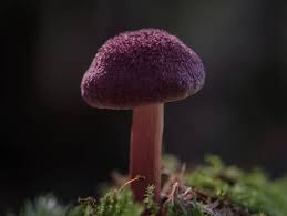 Attēlu rezultāti vaicājumam “Tricholomopsis rutilans”