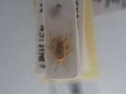 Attēlu rezultāti vaicājumam “Psallus sp.”