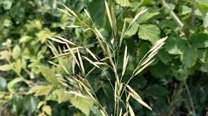 Attēlu rezultāti vaicājumam “Bromopsis inermis”