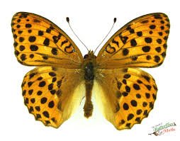 Attēlu rezultāti vaicājumam “Argynnis laodice male”