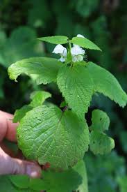 Attēlu rezultāti vaicājumam “Lamium album leaf”