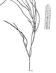 Attēlu rezultāti vaicājumam “Stuckenia filiformis bud”