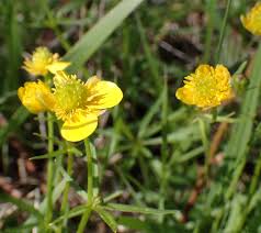 Attēlu rezultāti vaicājumam “Ranunculus auricomus leaf”