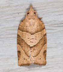 Attēlu rezultāti vaicājumam “Pandemis”