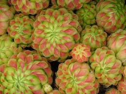 Attēlu rezultāti vaicājumam “Jovibarba globifera bud”