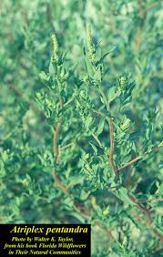 Attēlu rezultāti vaicājumam “Atriplex littoralis”