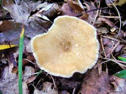 Attēlu rezultāti vaicājumam “Polyporus tuberaster”