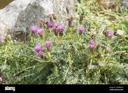 Attēlu rezultāti vaicājumam “Cirsium acaule”