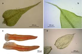Attēlu rezultāti vaicājumam “Brachythecium albicans sporophyte”