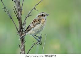 Attēlu rezultāti vaicājumam “Saxicola rubetra juvenile”