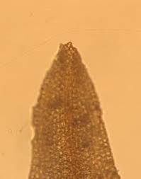 Attēlu rezultāti vaicājumam “Bryoerythrophyllum recurvirostrum sporophyte”