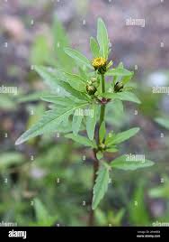 Attēlu rezultāti vaicājumam “Bidens tripartita flower”