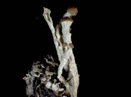 Attēlu rezultāti vaicājumam “Cladonia botrytes”