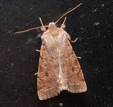 Attēlu rezultāti vaicājumam “Orthosia sp.”