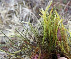 Attēlu rezultāti vaicājumam “Serpoleskea subtilis sporophyte”