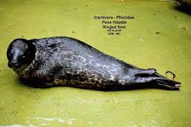 Image result for Pusa hispida