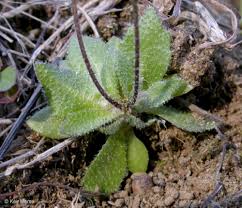 Attēlu rezultāti vaicājumam “Erophila verna fruit”