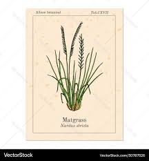 Attēlu rezultāti vaicājumam “Nardus stricta”