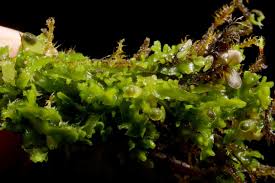 Attēlu rezultāti vaicājumam “Riccardia incurvata”