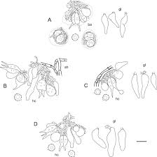 Attēlu rezultāti vaicājumam “Basidiodendron”