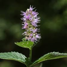 Attēlu rezultāti vaicājumam “Mentha longifolia flower”