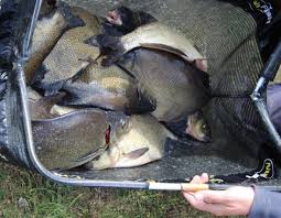 Image result for Trimpley Anglers Association