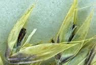 Attēlu rezultāti vaicājumam “Holcus mollis”