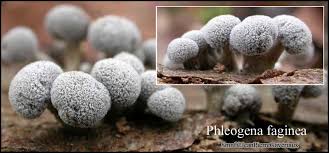 Attēlu rezultāti vaicājumam “Phleogena faginea”