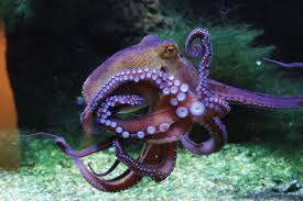 Image result for Octopus vulgaris
