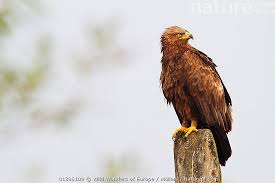 Attēlu rezultāti vaicājumam “Aquila pomarina”