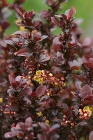 Attēlu rezultāti vaicājumam “Berberis thunbergii flower”