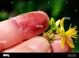 Attēlu rezultāti vaicājumam “Hypericum perforatum bud”