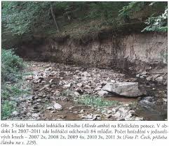 Attēlu rezultāti vaicājumam “Alcedo atthis nest”