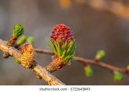Attēlu rezultāti vaicājumam “Larix kaempferi female flower”