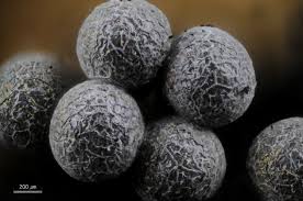 Attēlu rezultāti vaicājumam “Badhamia juliae spores”