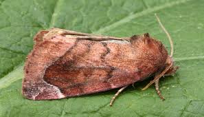 Attēlu rezultāti vaicājumam “Cosmia pyralina”