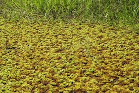 Attēlu rezultāti vaicājumam “Sphagnum cuspidatum”