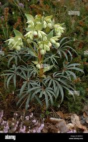 Image result for Nieswurz