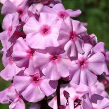 Image result for Phlox paniculata `Sweet Summer`